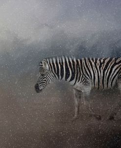 Zebra In A Snow Storm