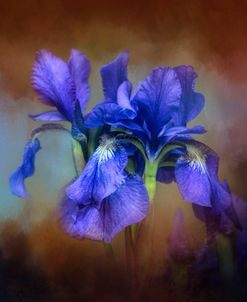 Blue Iris Blooms