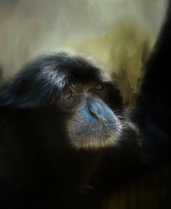 Resting Siamang Ape