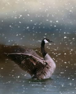 Snowy Swim