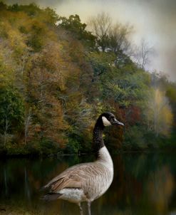 The Canadian Goose