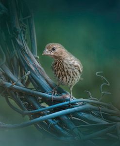 A Little Brown Bird On A Little Blue Wreath