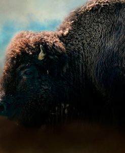 American Bison After The Storm