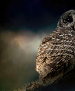 Barred Owl On A Winter Night