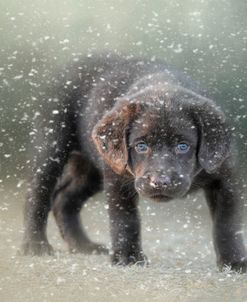 Her First Snow