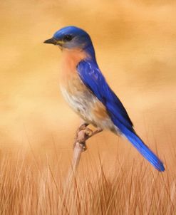 Bluebird In The Grass