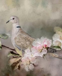 Eurasian Dove In The Garden