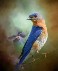 Portait Of A Bluebird