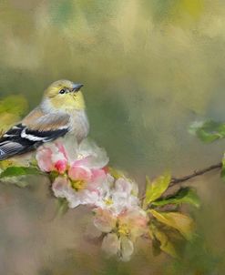 Goldfinch In The Garden