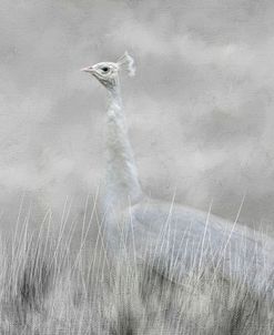 White Beauty In The Field