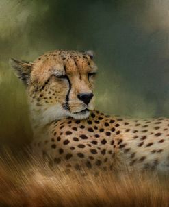 Napping In The Brush