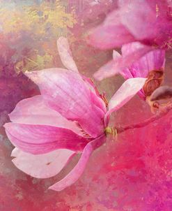 Pink Tulip Magnolia