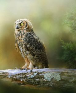 A Night With The Great Horned Owl 3