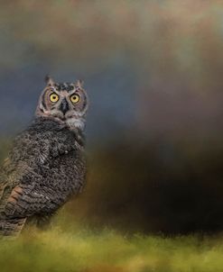 A Night With The Great Horned Owl 4