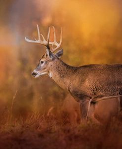 Big Buck In Autumn