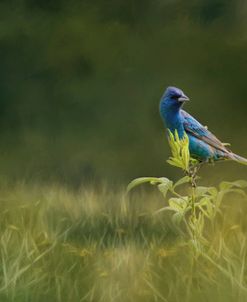 Blue Gem In The Meadow