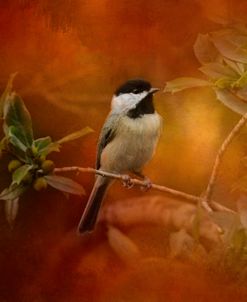 Autumn Day Chickadee