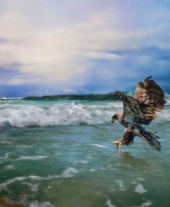 Juvenile Eagle At Sea