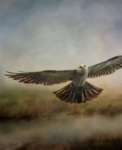 Mississippi Kite In The Marsh