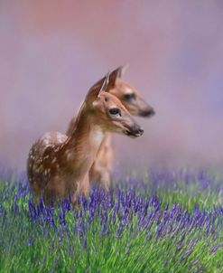 Twin Fawns In The Lavender