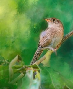 Wren In The Garden