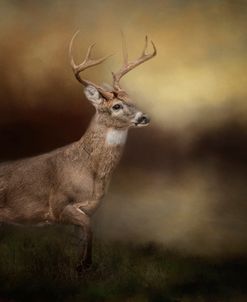 Streamside Buck