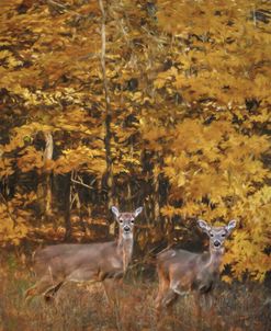 Whitetails In Autumn