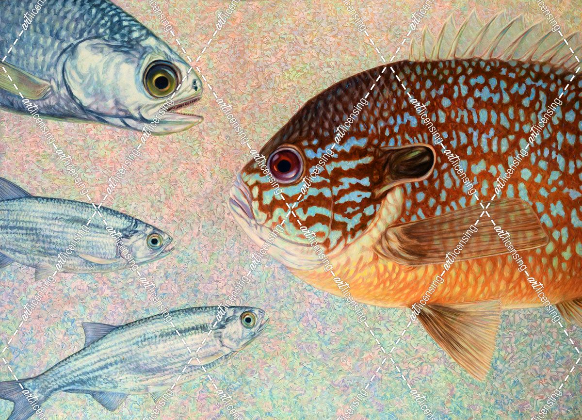 Mooneyes – Sunfish