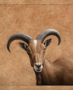 Barbary Ram