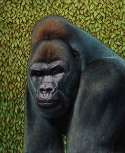 Gorilla With A Hedge