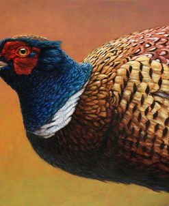 Pheasant