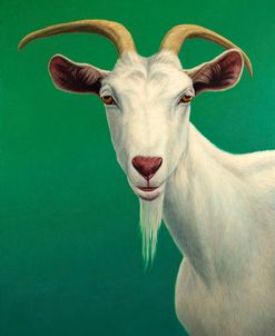 Portrait of A Goat