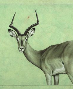 Impala