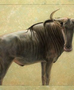 Wildebeest