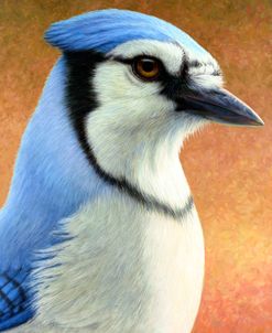 Blue Jay