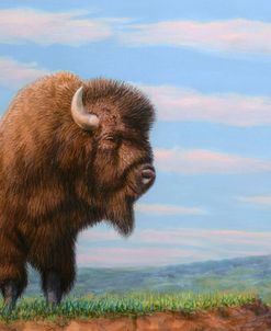 American Bison