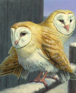 Barn Owl Couple