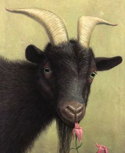 Black Goat Enjoying a Pink Flower