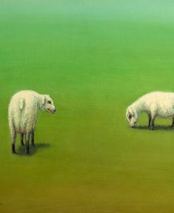 Study of Two Sheep