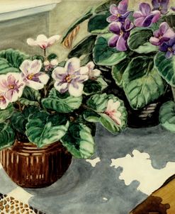 African Violets