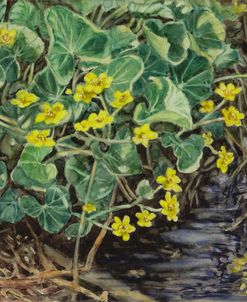 Marsh Marigolds