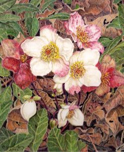 Hellebores