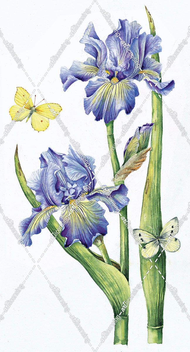 May Iris