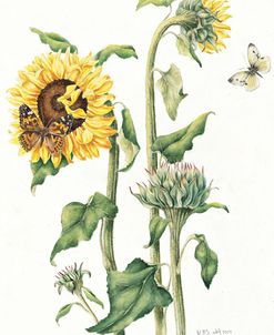 October Sunflower