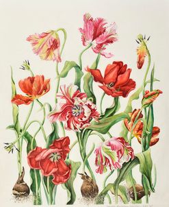 Tulips 1601