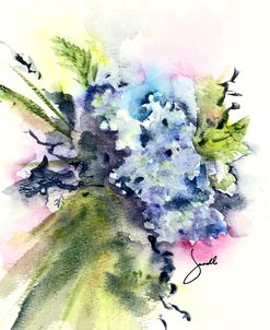 Hydrangea