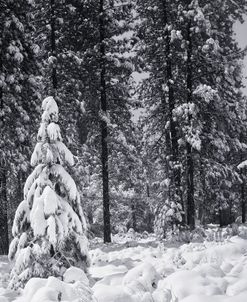 Big Bear SoCal BW 1