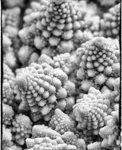 BW Romanesco broccoli 1