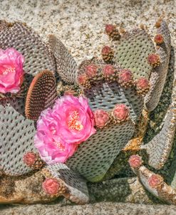 Cactus Flower JoshuaTree PK