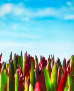 Bodega Beach Ice Plant